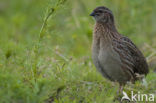 Common Quail (Coturnix coturnix)