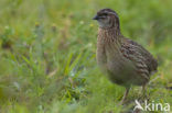 Common Quail (Coturnix coturnix)