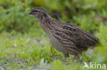 Common Quail (Coturnix coturnix)