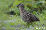 Common Quail (Coturnix coturnix)