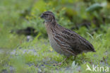 Common Quail (Coturnix coturnix)