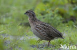 Common Quail (Coturnix coturnix)