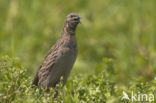 Common Quail (Coturnix coturnix)