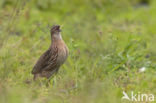 Kwartel (Coturnix coturnix)