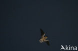 Serotine (Eptesicus serotinus)