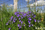 Langgespoord viooltje (Viola calcarata)