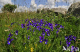 Langgespoord viooltje (Viola calcarata)