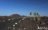 Lanzarote