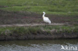 Lepelaar (Platalea leucorodia)