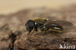 Limburgs bosgitje (Cheilosia lenis)