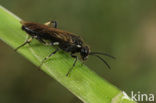Macrophya alboannulata