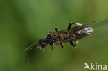 Macrophya alboannulata