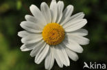 Margriet spec. (Chrysanthemum spec.)