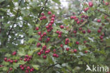 Hawthorn (Crataegus )