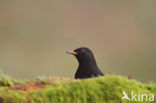 Merel (Turdus merula)