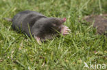 Mole (Talpa europaea)