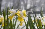 Narcis (Narcissus spec.)