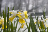 daffodil (Narcissus spec.)