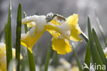 daffodil (Narcissus spec.)