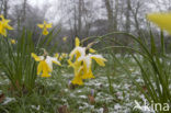 daffodil (Narcissus spec.)