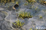 Nationaal Park de Biesbosch