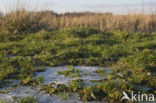 Nationaal Park de Biesbosch