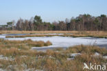 Nationaal Park de Groote Peel