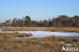 Nationaal Park de Groote Peel