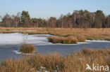 Nationaal Park de Groote Peel