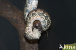 Reticulate python (Python reticulatus)