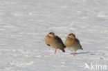 Egyptian Goose (Alopochen aegyptiaca)