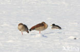 Egyptian Goose (Alopochen aegyptiaca)