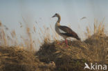 Egyptian Goose (Alopochen aegyptiaca)