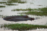 Nijlpaard (Hippopotamus amphibius) 