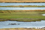 Hippopotamus (Hippopotamus amphibius) 
