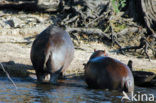 Nijlpaard (Hippopotamus amphibius) 