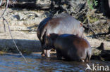 Nijlpaard (Hippopotamus amphibius) 