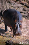 Nijlpaard (Hippopotamus amphibius) 