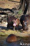 Nijlpaard (Hippopotamus amphibius) 