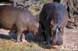 Nijlpaard (Hippopotamus amphibius) 