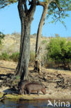 Hippopotamus (Hippopotamus amphibius) 
