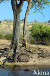 Hippopotamus (Hippopotamus amphibius) 
