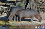 Nijlpaard (Hippopotamus amphibius) 