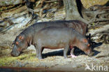 Nijlpaard (Hippopotamus amphibius) 