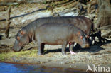 Nijlpaard (Hippopotamus amphibius) 