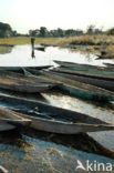 Okavango delta