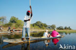 Okavango delta