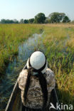 Okavango delta