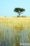 Okavango delta