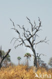 Okavango delta